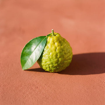 Bergamota
